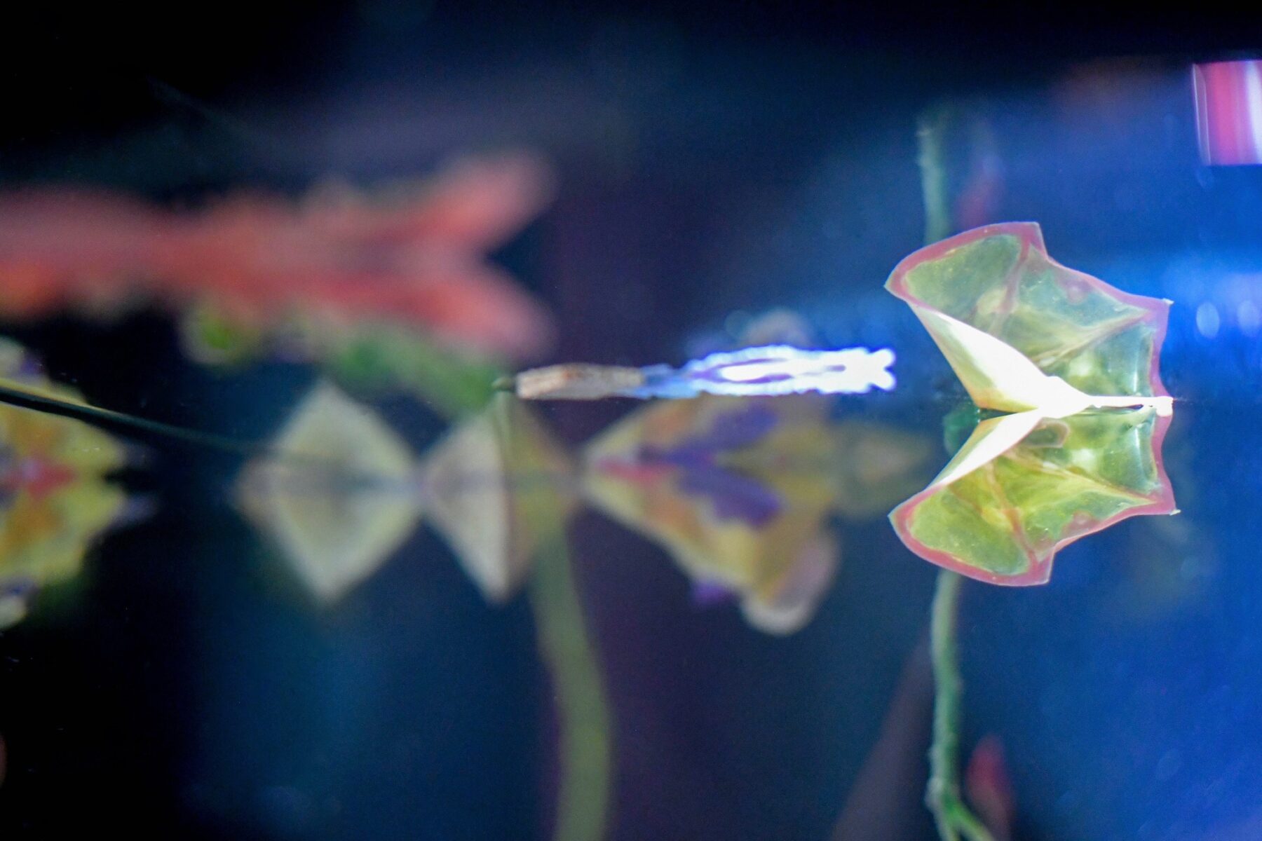 Useful Fictions • 4 : Faire corps – corps empêché, corps augmenté, corps social Campus de l’Institut polytechnique de Paris | 25 – 30.08.2024, Centre Wallonie-Bruxelles – Paris | 31.08 – 01.09.2024 - Perform Lab