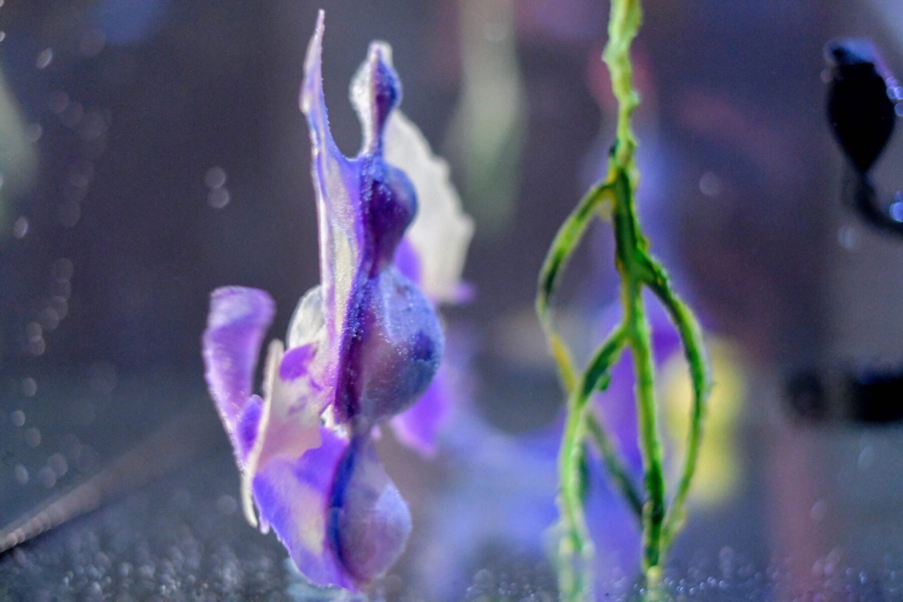 Useful Fictions • 4 : Faire corps – corps empêché, corps augmenté, corps social Campus de l’Institut polytechnique de Paris | 25 – 30.08.2024, Centre Wallonie-Bruxelles – Paris | 31.08 – 01.09.2024 - Perform Lab