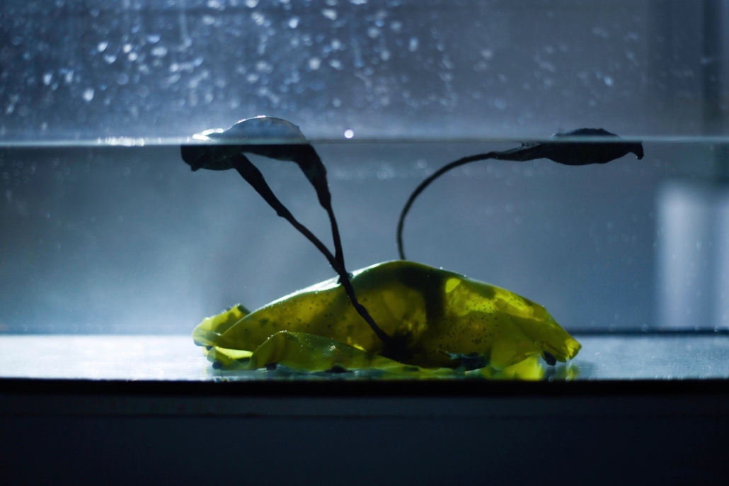 Useful Fictions • 3: Symbiose(s) Paris | 26.06-2.07.2023 - Perform Lab