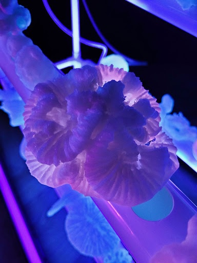 Julie Everaert - Perform Lab