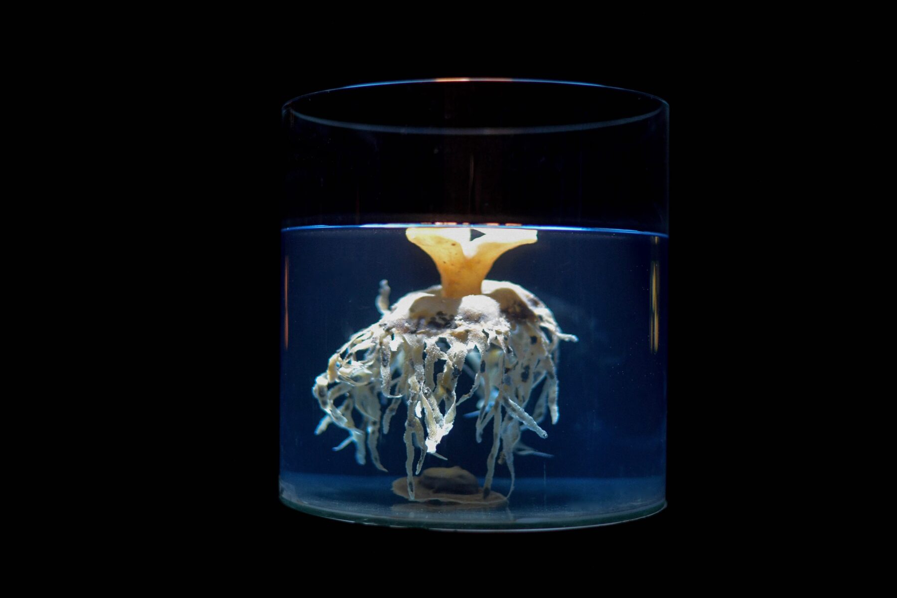 Useful Fictions •5 – Atmosphère, atmosphères - Perform Lab