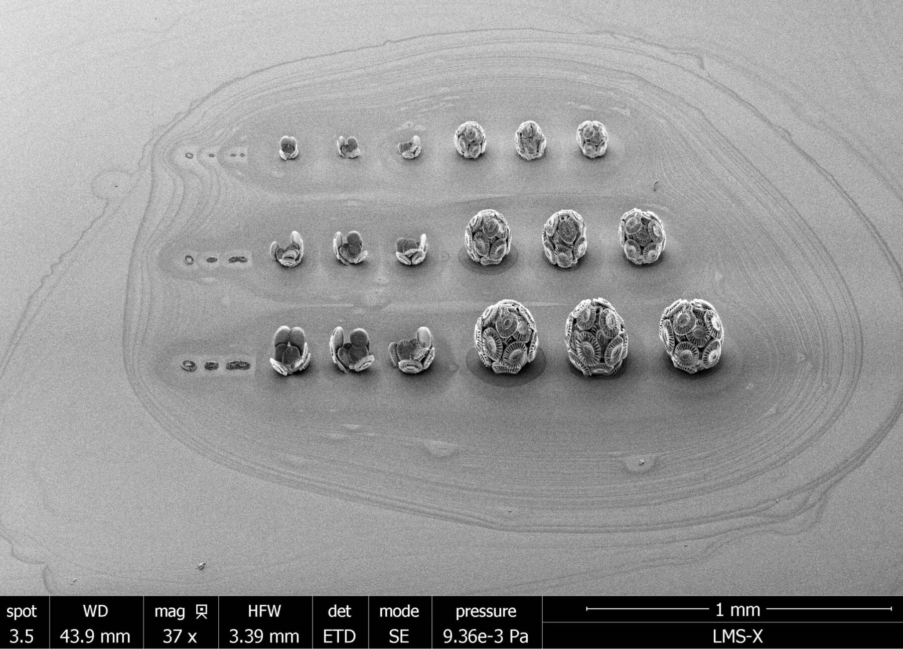 Coccolithus - Perform Lab