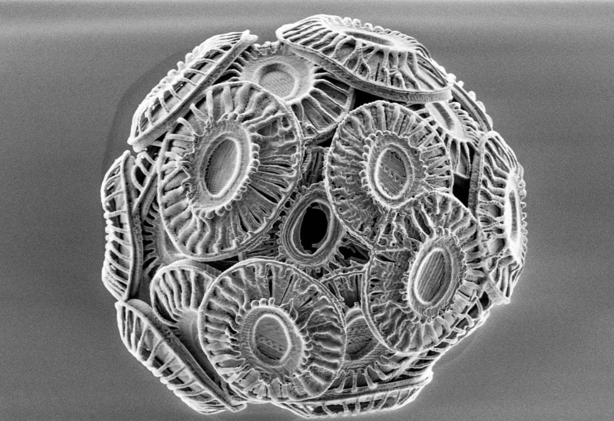 Coccolithus - Perform Lab