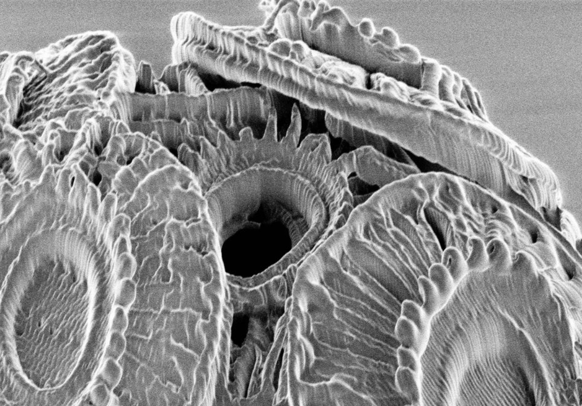 Coccolithus - Perform Lab