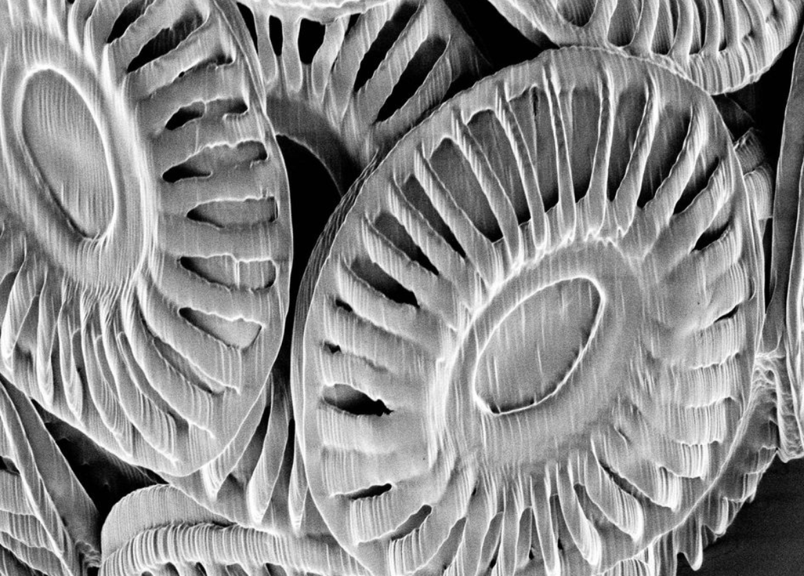 Coccolithus - Perform Lab