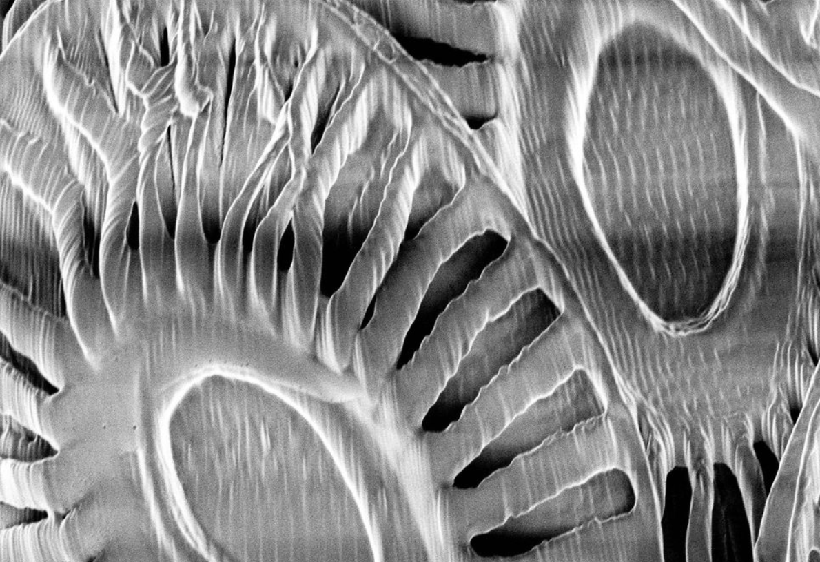 Coccolithus - Perform Lab