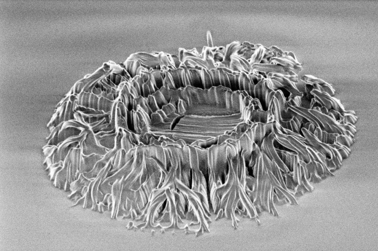 Coccolithus - Perform Lab