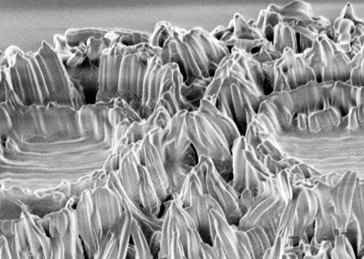 Coccolithus - Perform Lab