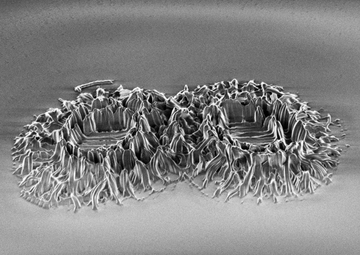 Coccolithus - Perform Lab