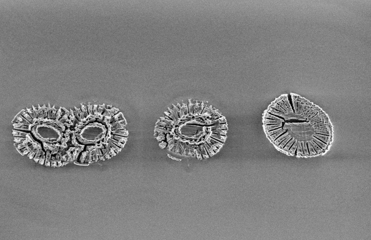 Coccolithus - Perform Lab