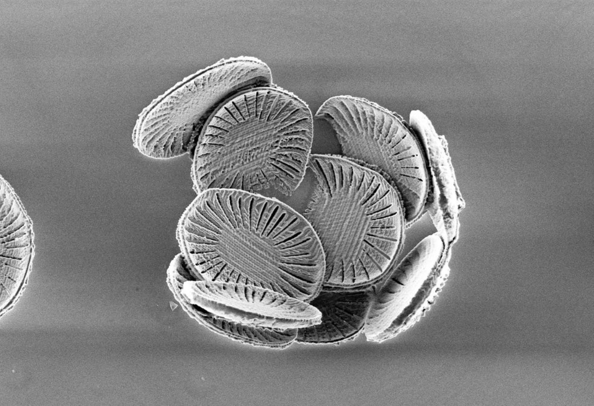 Coccolithus - Perform Lab