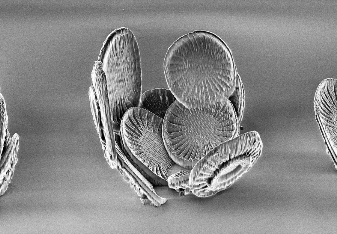 Coccolithus - Perform Lab