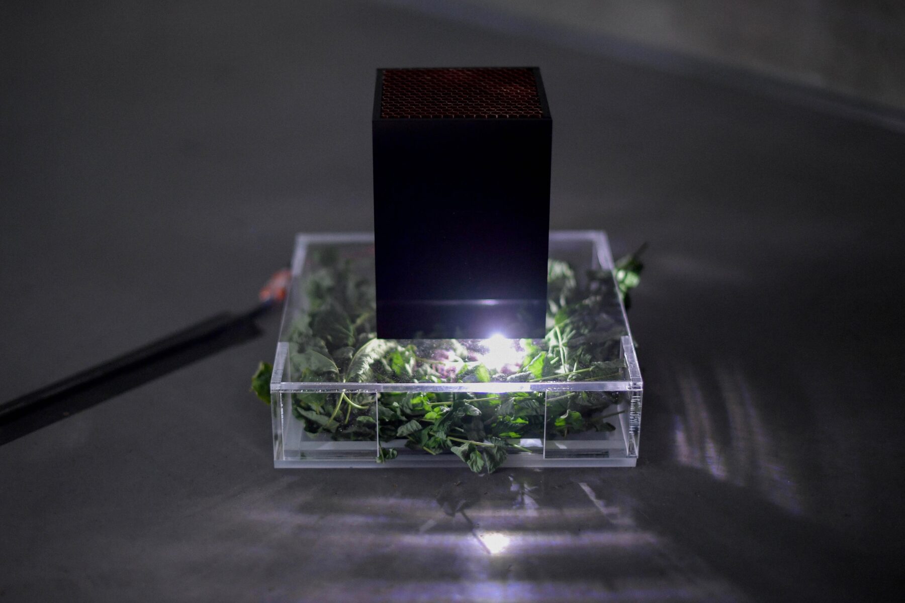 The Compass Rose - Perform Lab