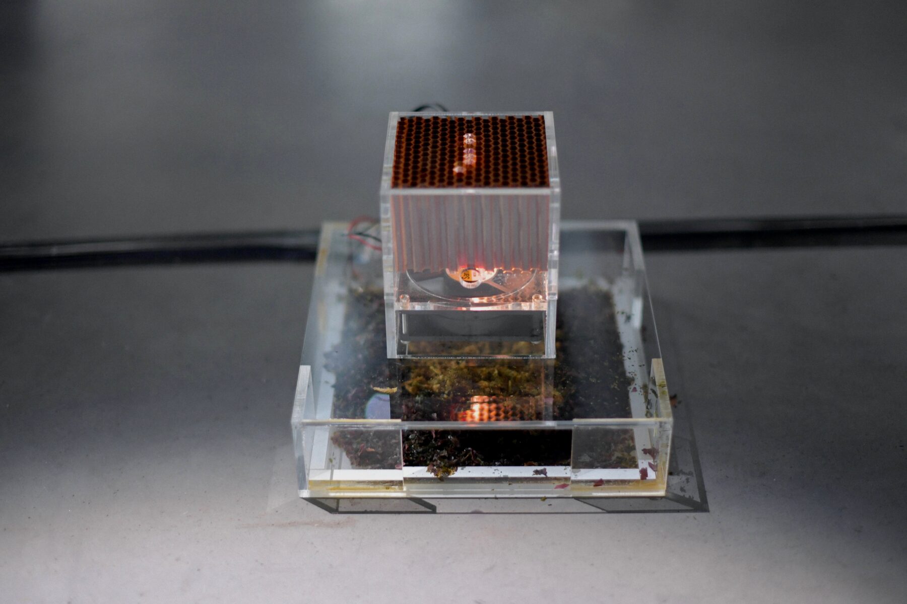 The Compass Rose - Perform Lab